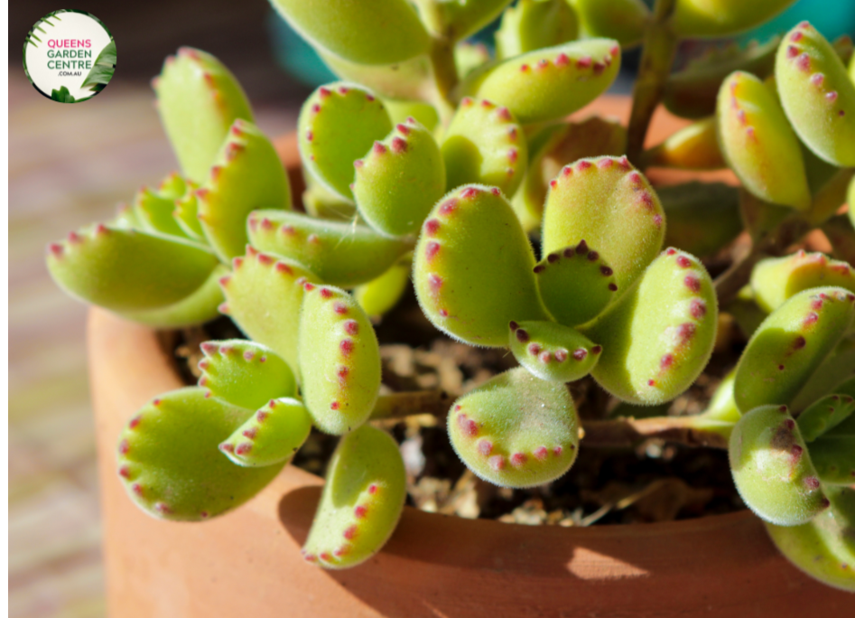 Cotyledon tomentosa subsp. ladismithiensis {Bjørnepote}