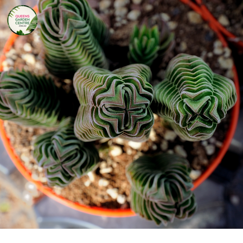 Crassula Buddhas Temple