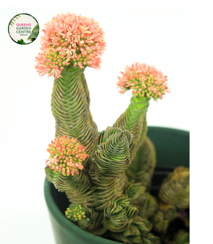 Crassula Buddhas Temple