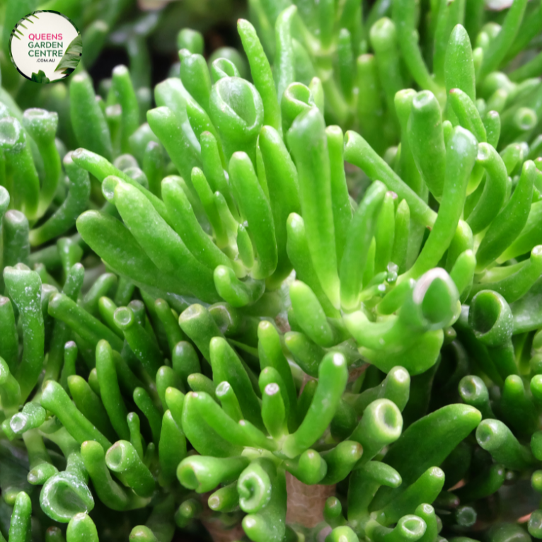 Crassula Hobbit