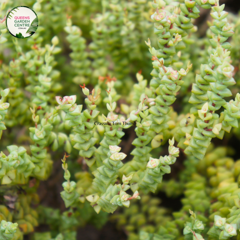 Crassula Tom Thumb