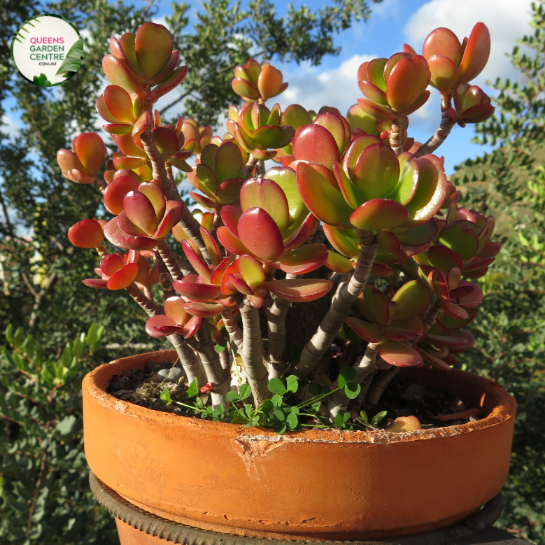 Crassula Ovata Hummels Sunset