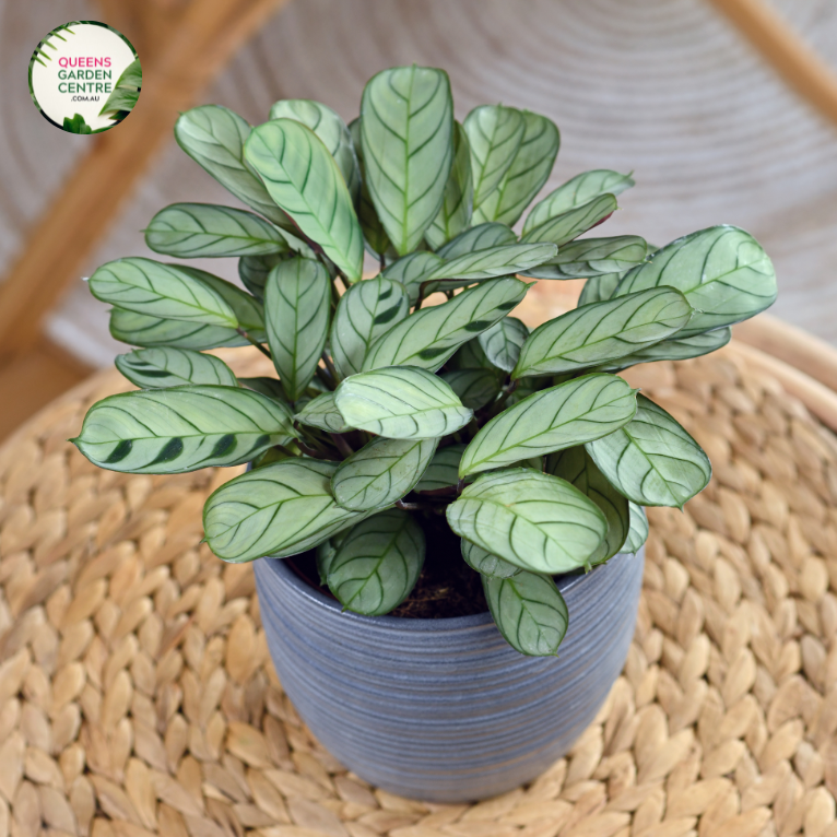 "Close-up view of Ctenanthe burle marxii plant, showcasing its striking patterned leaves with contrasting shades of green and silver. This indoor plant, also known as the Fishbone Prayer Plant, adds a touch of tropical elegance to home decor."