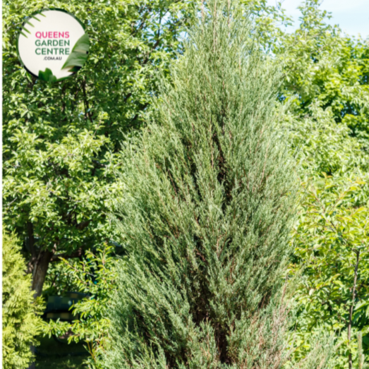 Cupressus Sempervirens 'Glauca'