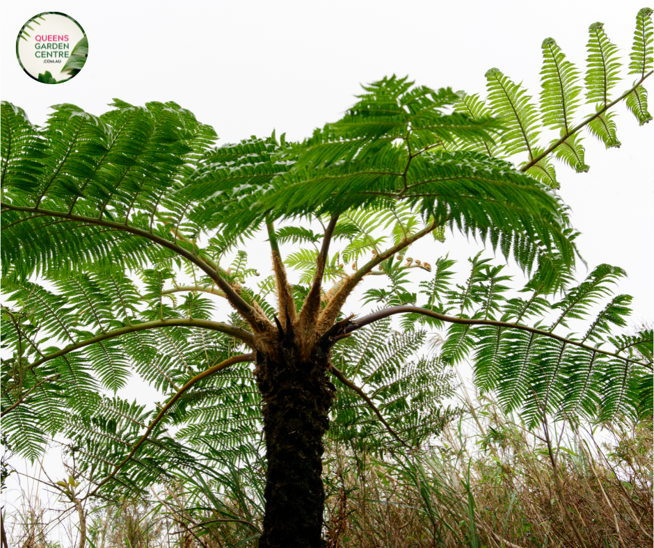 Cyathea australis