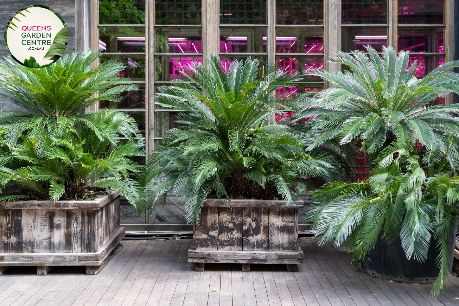 Alt text: Cycas thouarsii, commonly known as the Madagascar Sago Palm, is a striking cycad with feathery, dark green fronds. This tropical plant, resembling a palm, features a crown of arching, pinnate leaves that add a touch of elegance to gardens and landscapes. The robust, palm-like appearance makes it a popular choice for both indoor and outdoor ornamental use.