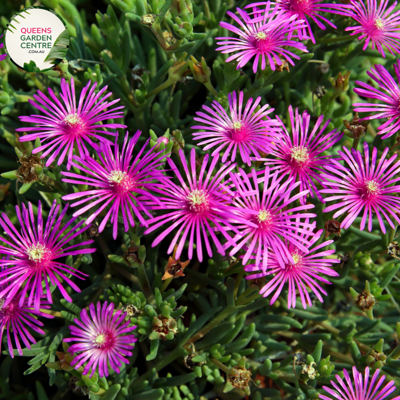 Alt text: Cycas thouarsii, commonly known as the Madagascar Sago Palm, is a striking cycad with feathery, dark green fronds. This tropical plant, resembling a palm, features a crown of arching, pinnate leaves that add a touch of elegance to gardens and landscapes. The robust, palm-like appearance makes it a popular choice for both indoor and outdoor ornamental use.