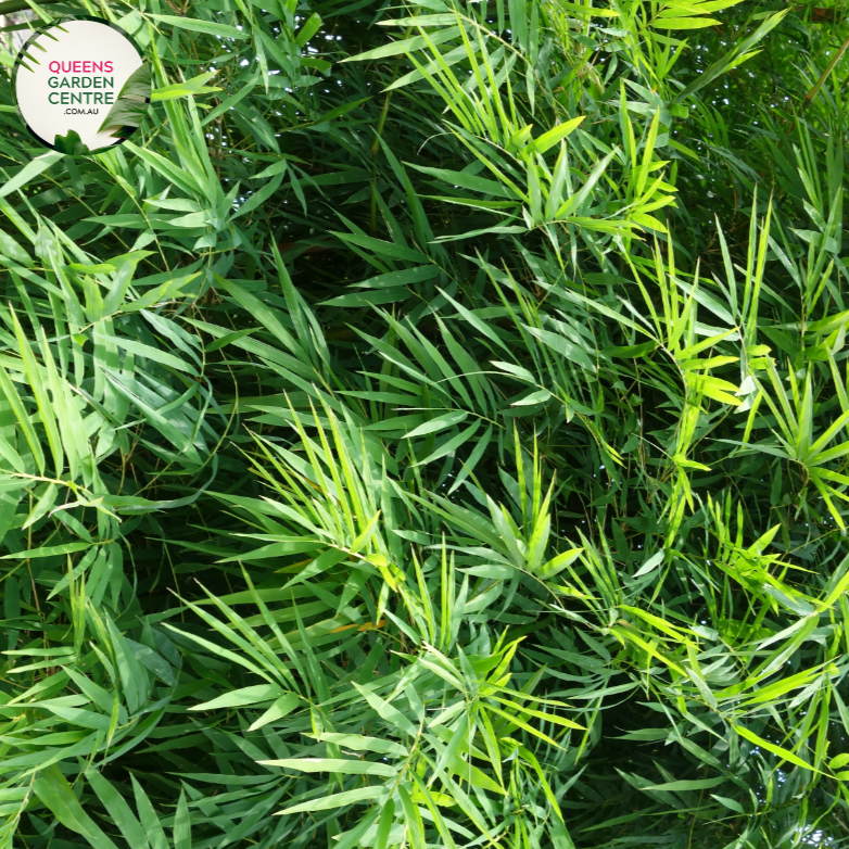 Alt text: Dendrocalamus minor 'amoenus,' commonly known as Ghost Bamboo, is a stunning bamboo species with tall, slender culms and delicate foliage. The canes exhibit a ghostly appearance, featuring pale whitish-blue hues with occasional green stripes. This bamboo adds an ethereal and enchanting presence to gardens and landscapes, particularly when used as a focal point or in dense thickets.