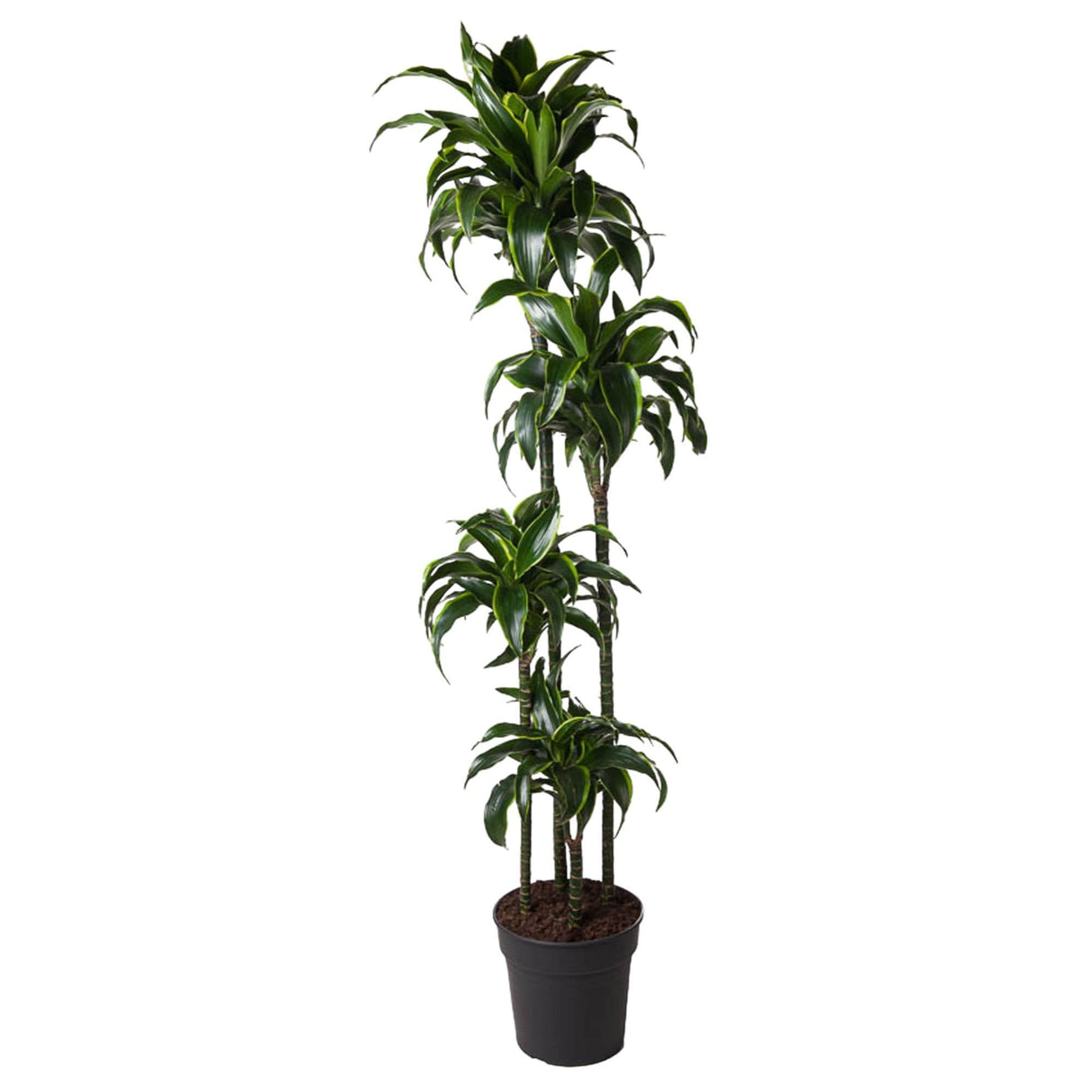 Dracaena Dorado plant, available for delivery across Europe. Striking yellow and green foliage, ideal for any interior. Purchase this air-purifying Dracaena online. Low-light tolerant, easy care houseplant. Dracaena Dorado for sale, European plant shops.