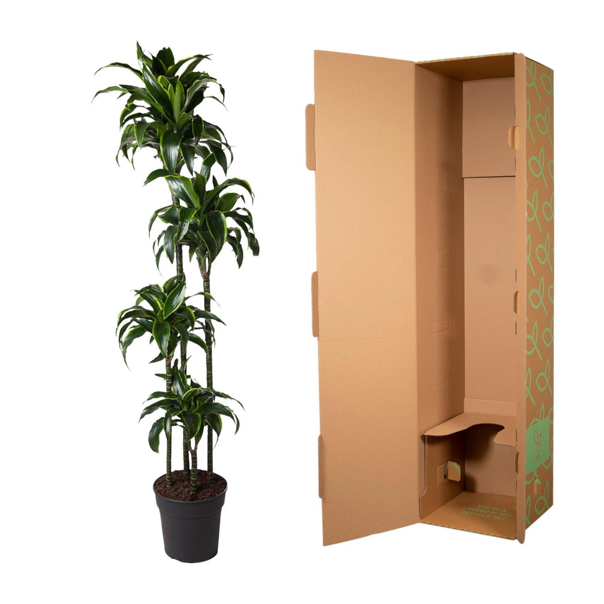 Dracaena Dorado plant, available for delivery across Europe. Striking yellow and green foliage, ideal for any interior. Purchase this air-purifying Dracaena online. Low-light tolerant, easy care houseplant. Dracaena Dorado for sale, European plant shops.