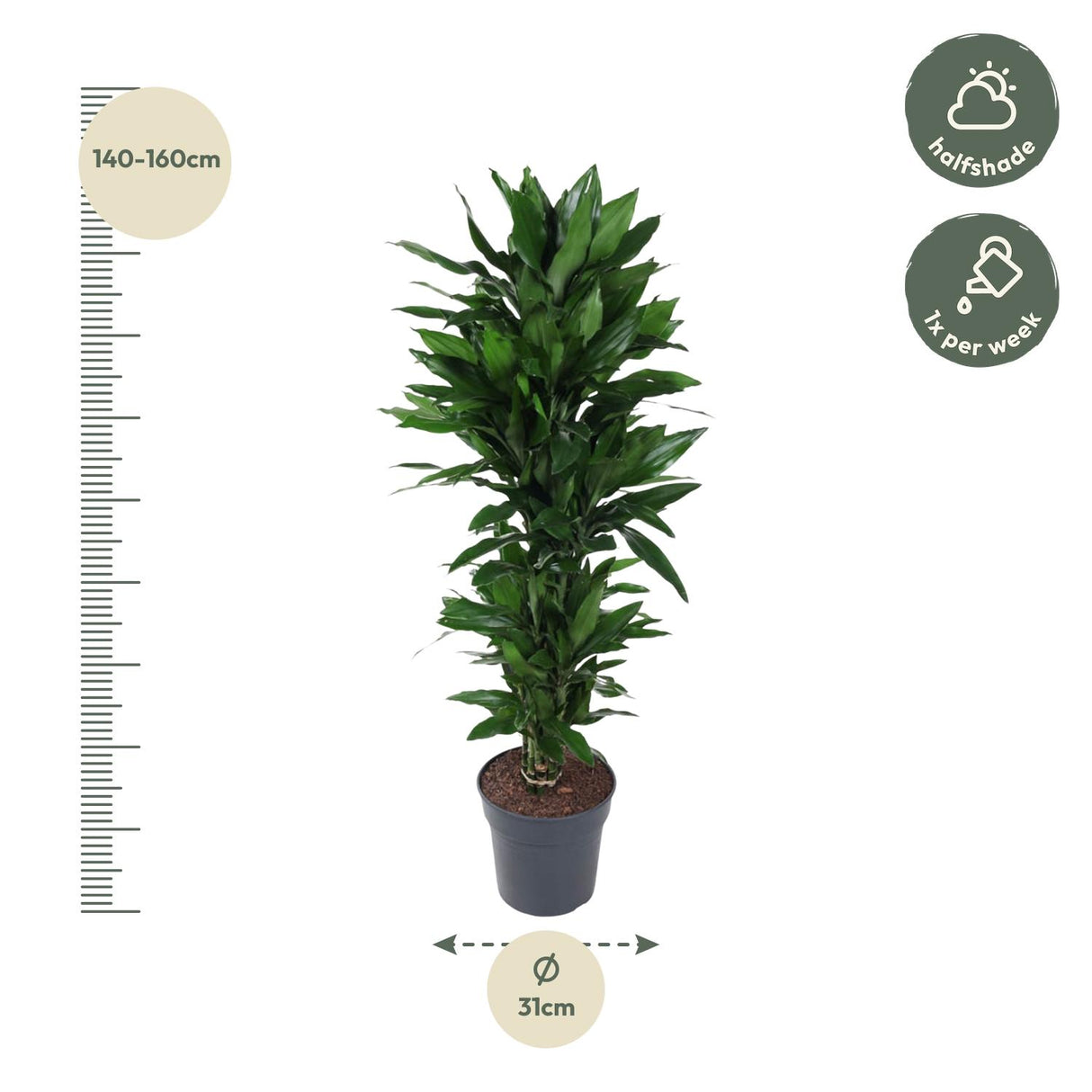 Dracaena Janet Lind vertakt
