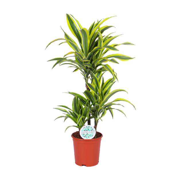Dracaena Lemon Lime