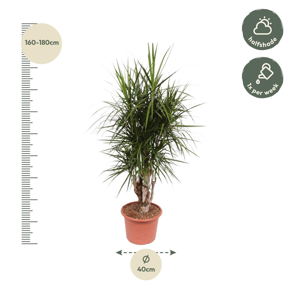 Dracaena Marginata forgrenet