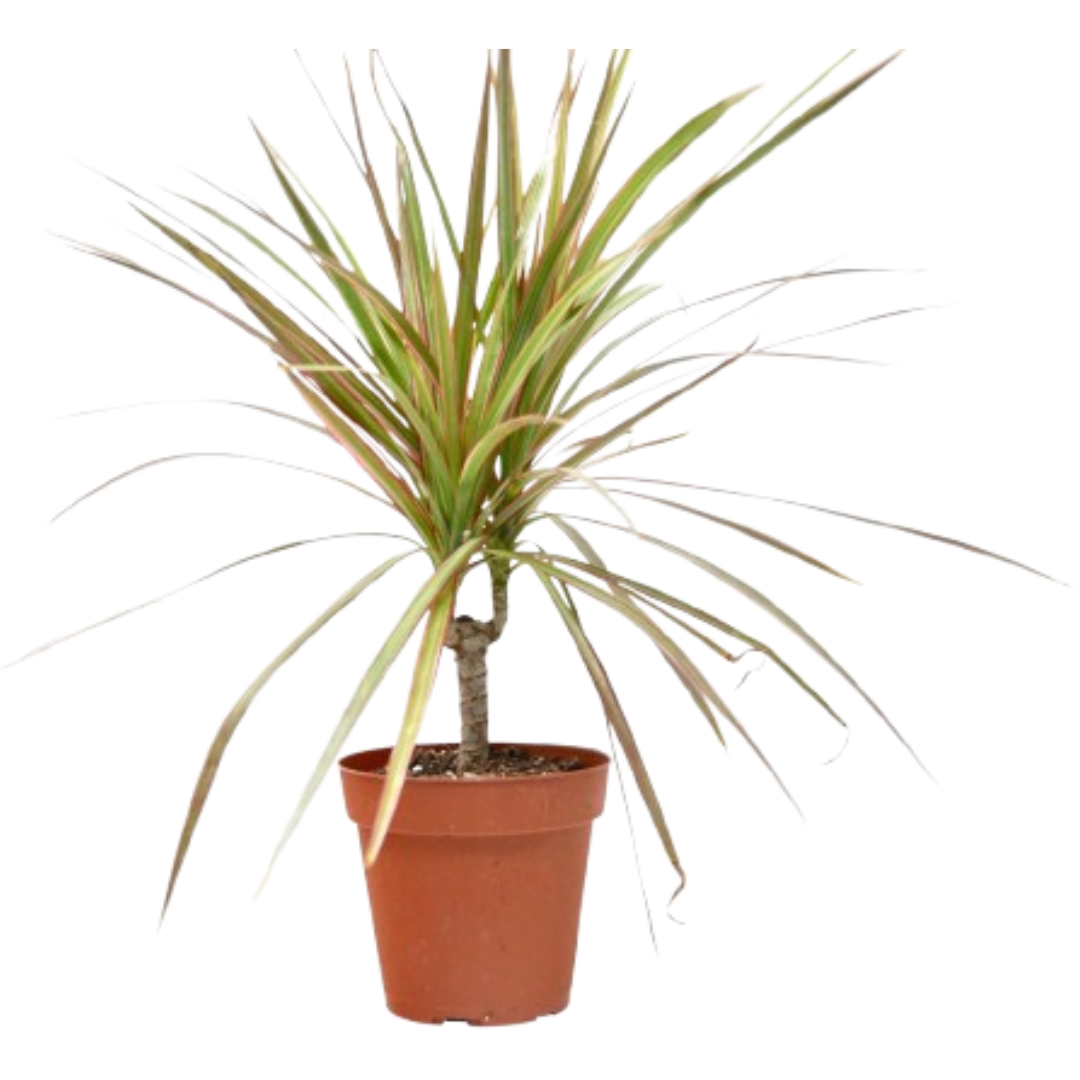 Dracaena 'Red Margined'