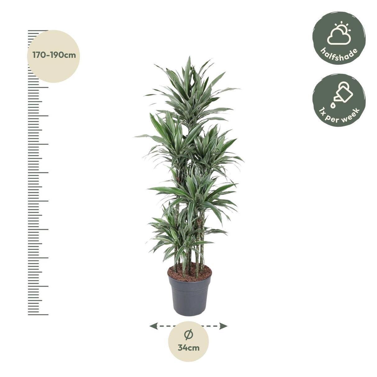 Dracaena Warneckei compacta
