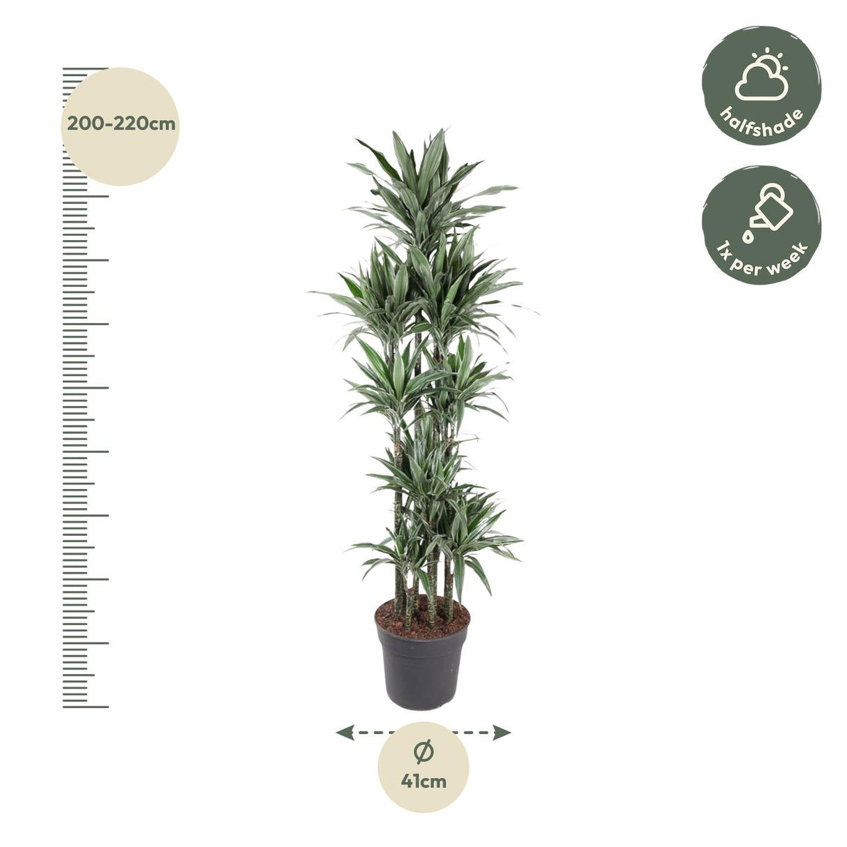 Dracaena Warneckei compacta