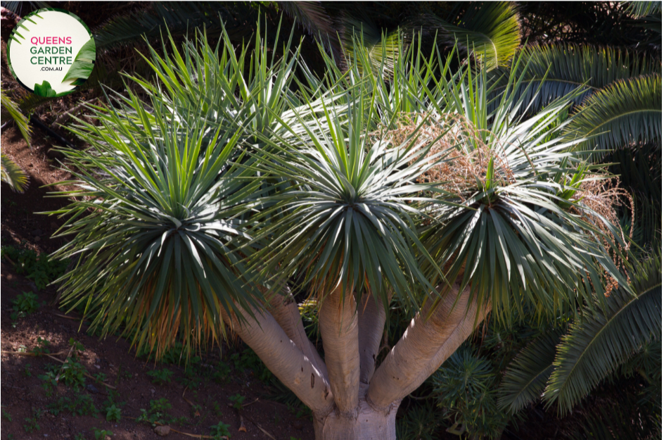 "Close-up view of Dracaena draco, also known as the Dragon Tree, featuring its distinctive, spiky leaves and a sculptural, tree-like form against a natural backdrop."