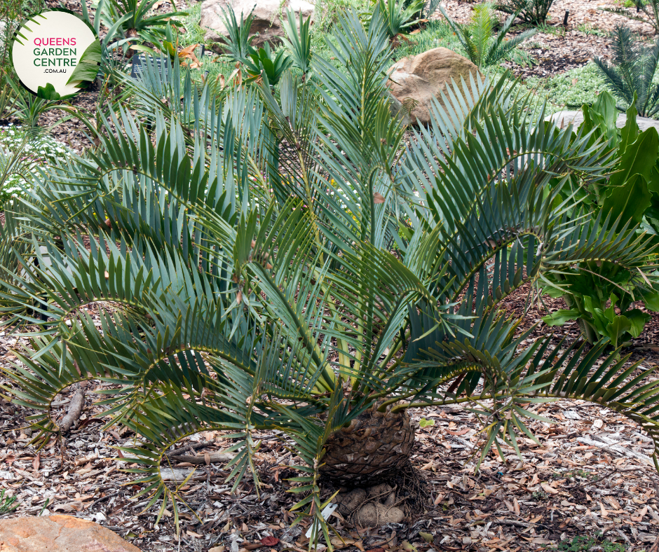 Alt text: Encephalartos whitelockii is a species of cycad known for its striking appearance and large, robust fronds. Native to Africa, it features stiff, upright leaves arranged in a symmetrical rosette. The foliage is a vibrant green color, and the plant has a robust trunk-like stem. This cycad species adds a tropical and prehistoric touch to gardens and landscapes, making it a prized ornamental specimen for collectors and enthusiasts.