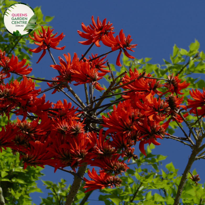 Alt text: Erythrina caffra, also known as the Coast Coral Tree, is a deciduous tree native to southern Africa. It features striking red flowers that bloom in clusters atop its bare branches, typically in spring. The tree has a spreading canopy and compound leaves, making it an attractive addition to gardens and landscapes.