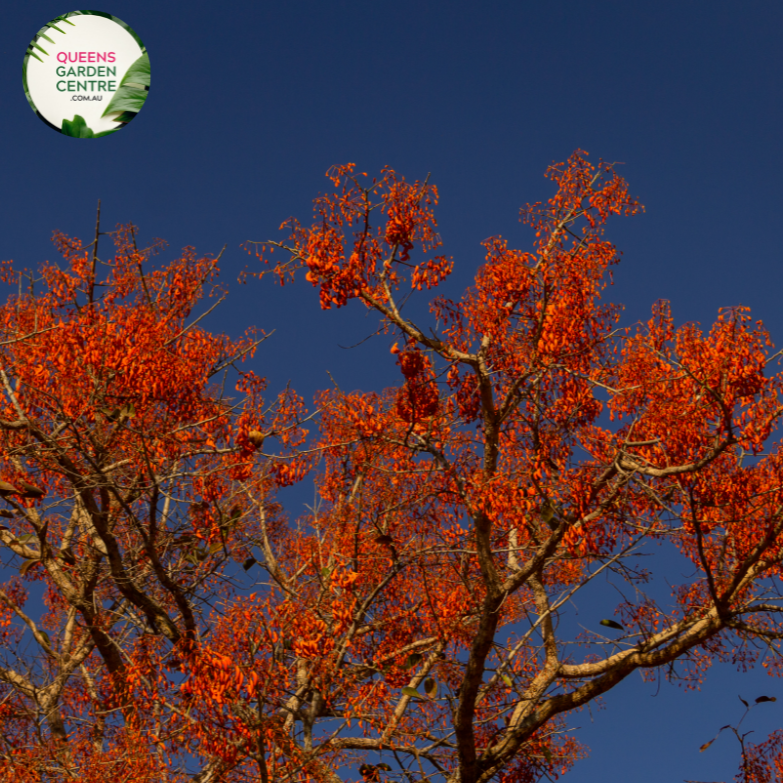 Alt text: Erythrina x sykesii, commonly known as the Coral Tree, is a hybrid species derived from Erythrina caffra and Erythrina lysistemon. It boasts vibrant clusters of red or orange flowers that bloom atop its bare branches, adding a splash of color to the landscape. This deciduous tree is prized for its ornamental value and attracts pollinators like birds and bees.