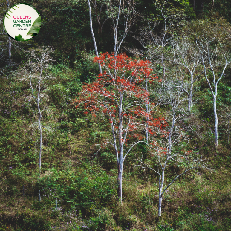 Alt text: Erythrina x sykesii, commonly known as the Coral Tree, is a hybrid species derived from Erythrina caffra and Erythrina lysistemon. It boasts vibrant clusters of red or orange flowers that bloom atop its bare branches, adding a splash of color to the landscape. This deciduous tree is prized for its ornamental value and attracts pollinators like birds and bees.