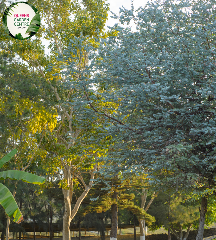 Close-up of a Eucalyptus cinerea plant. The image features silvery-blue, rounded leaves that are arranged in an opposite pattern along the stem. The leaves have a smooth, almost velvety texture and a slightly waxy coating, giving them a distinctive, muted sheen. The edges of the leaves are smooth, and the overall shape is somewhat oval with a slight point at the tip.