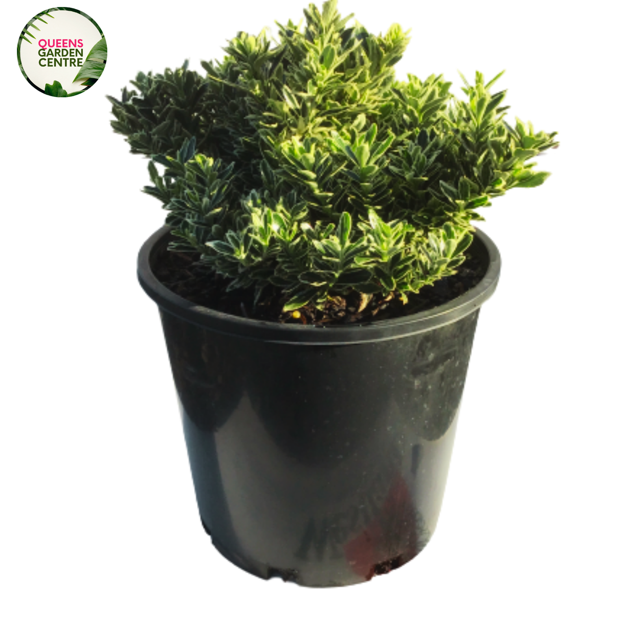 A tall, narrow shrub with silver-green leaves, offering a striking columnar shape and vibrant foliage for landscaping.