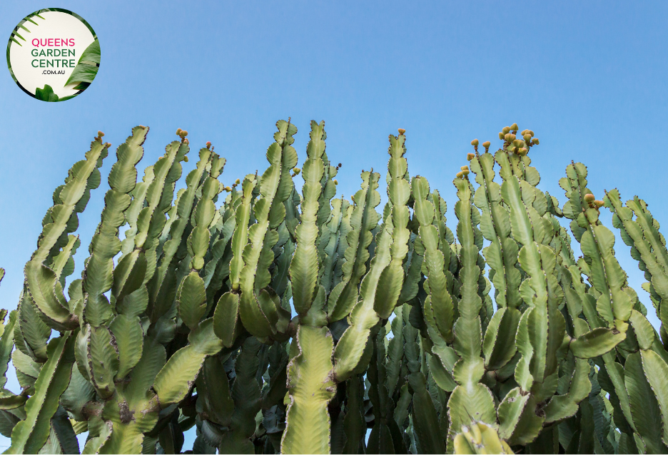 Alt text: Euphorbia ingens, also known as the Candelabra Tree or Candelabra Euphorbia, is a striking succulent tree native to southern Africa. It features a tall, branching stem with multiple arms resembling a candelabra. Each arm is covered with small, spiny leaves and ends in a cluster of greenish-yellow flowers. This drought-tolerant plant adds architectural interest to arid landscapes and desert gardens, making it a popular choice for xeriscaping projects.