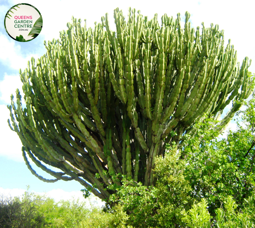 Alt text: Euphorbia ingens, also known as the Candelabra Tree or Candelabra Euphorbia, is a striking succulent tree native to southern Africa. It features a tall, branching stem with multiple arms resembling a candelabra. Each arm is covered with small, spiny leaves and ends in a cluster of greenish-yellow flowers. This drought-tolerant plant adds architectural interest to arid landscapes and desert gardens, making it a popular choice for xeriscaping projects.