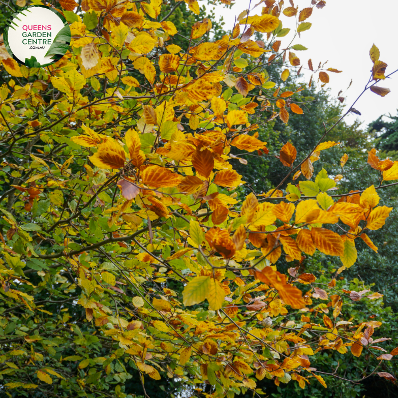 Alt text: Close-up photo of Fagus sylvatica, the European Beech plant. Featuring oval-shaped leaves with a vibrant green hue, this deciduous tree adds elegance and natural beauty to landscapes.