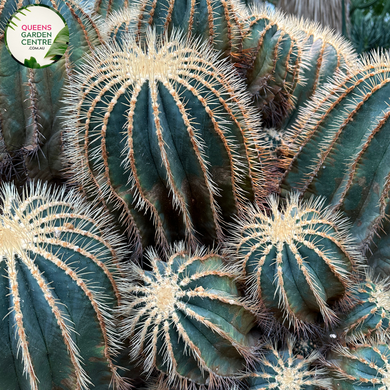 Alt text: Ferocactus glaucescens, also known as Blue Barrel Cactus, is characterized by its spherical shape and blue-green hues. This slow-growing succulent features prominent ribs lined with sharp spines. Native to arid regions of Mexico, it thrives in sandy, well-draining soil and full sunlight. Its striking appearance makes it a popular choice for drought-tolerant gardens or desert landscapes.