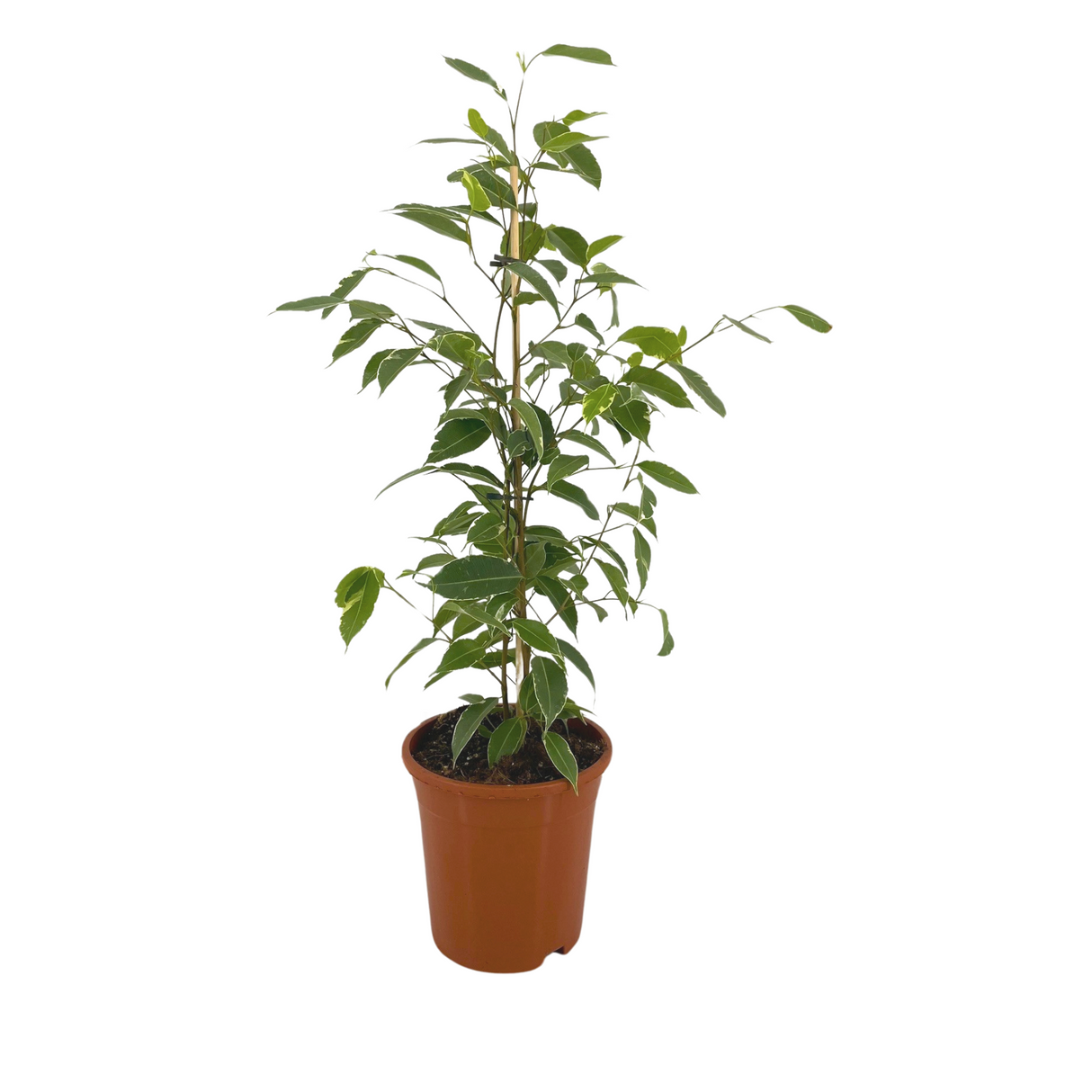 Ficus Benjamina Golden King