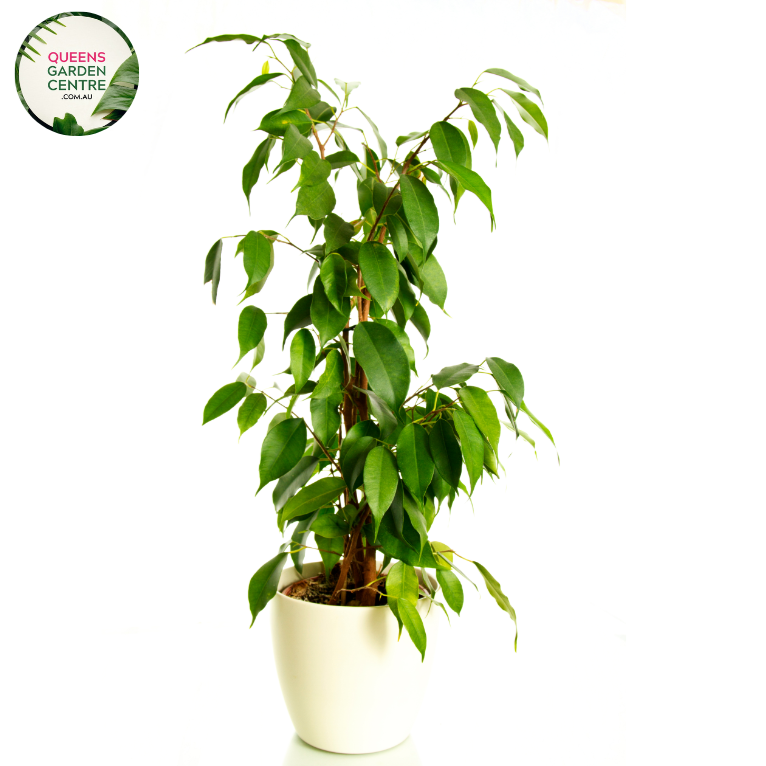 "Close-up view of Ficus hillii 'Flash,' an Australian native evergreen plant with vibrant, glossy foliage. This compact and fast-growing shrub is ideal for hedges and landscaping, adding a touch of lush greenery to gardens."