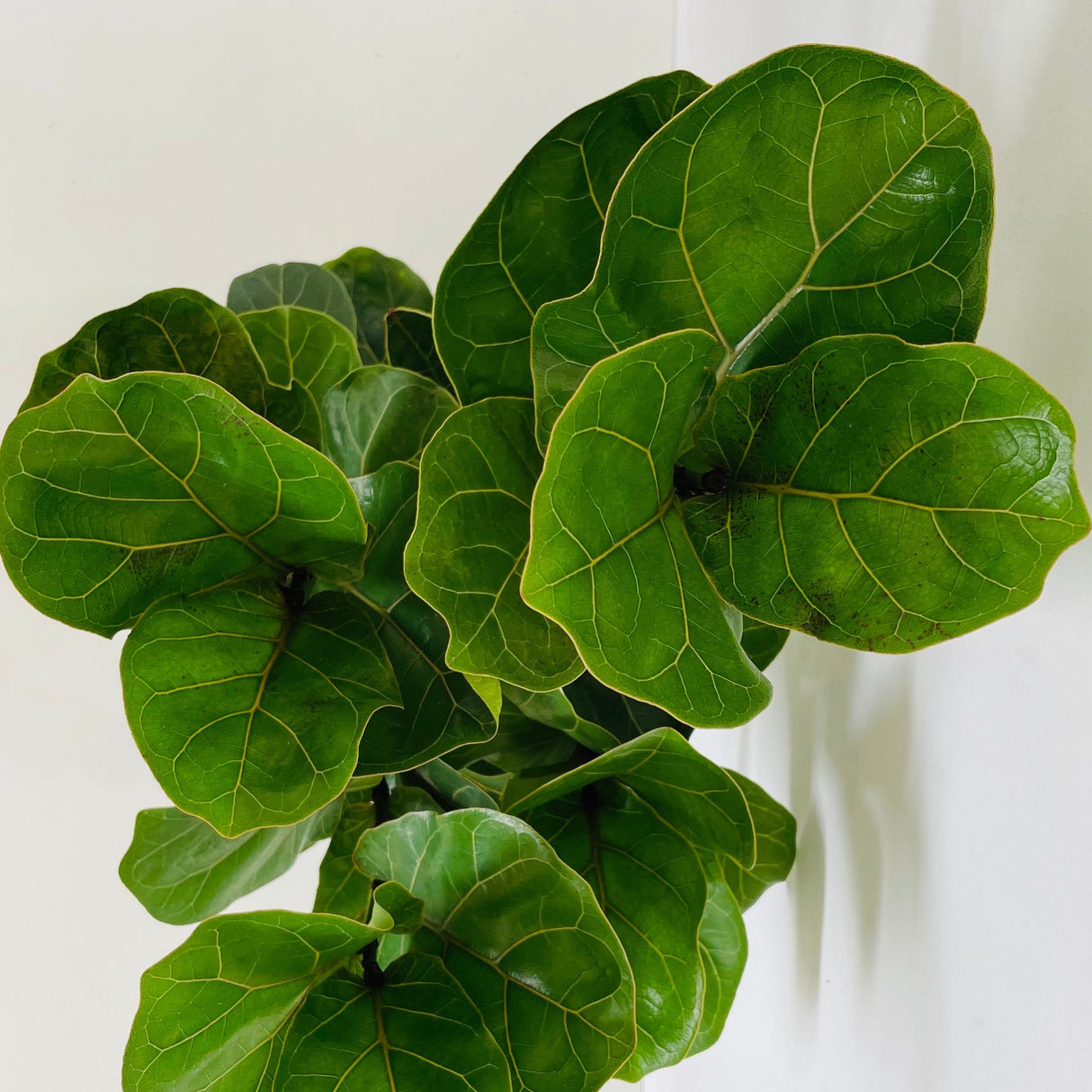 A close-up image of a Ficus lyrata Bambino plant, also known as the Bambino fiddle-leaf fig or dwarf fiddle-leaf fig. The plant features a compact size with its lush, dark green leaves on sturdy stems.
