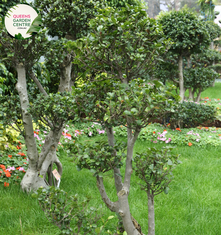 Alt text: Close-up photo of Ficus microcarpa 'Flash,' showcasing its glossy green foliage and well-defined, upright growth. This evergreen shrub is an ideal choice for adding a touch of lushness and contemporary flair to indoor or outdoor spaces.
