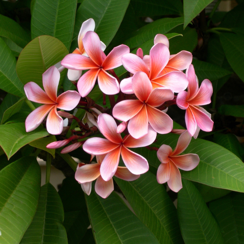 Frangipanis flowering plant