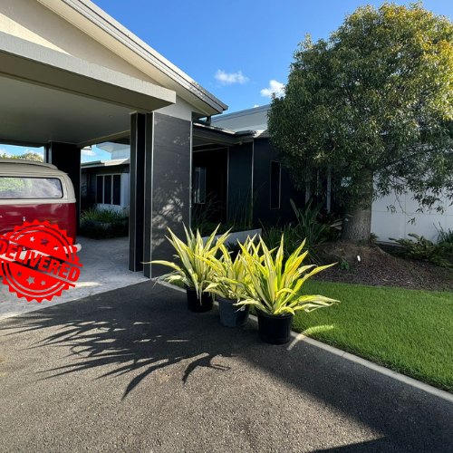 Furcraea foetida variegata Mauritius Hemp