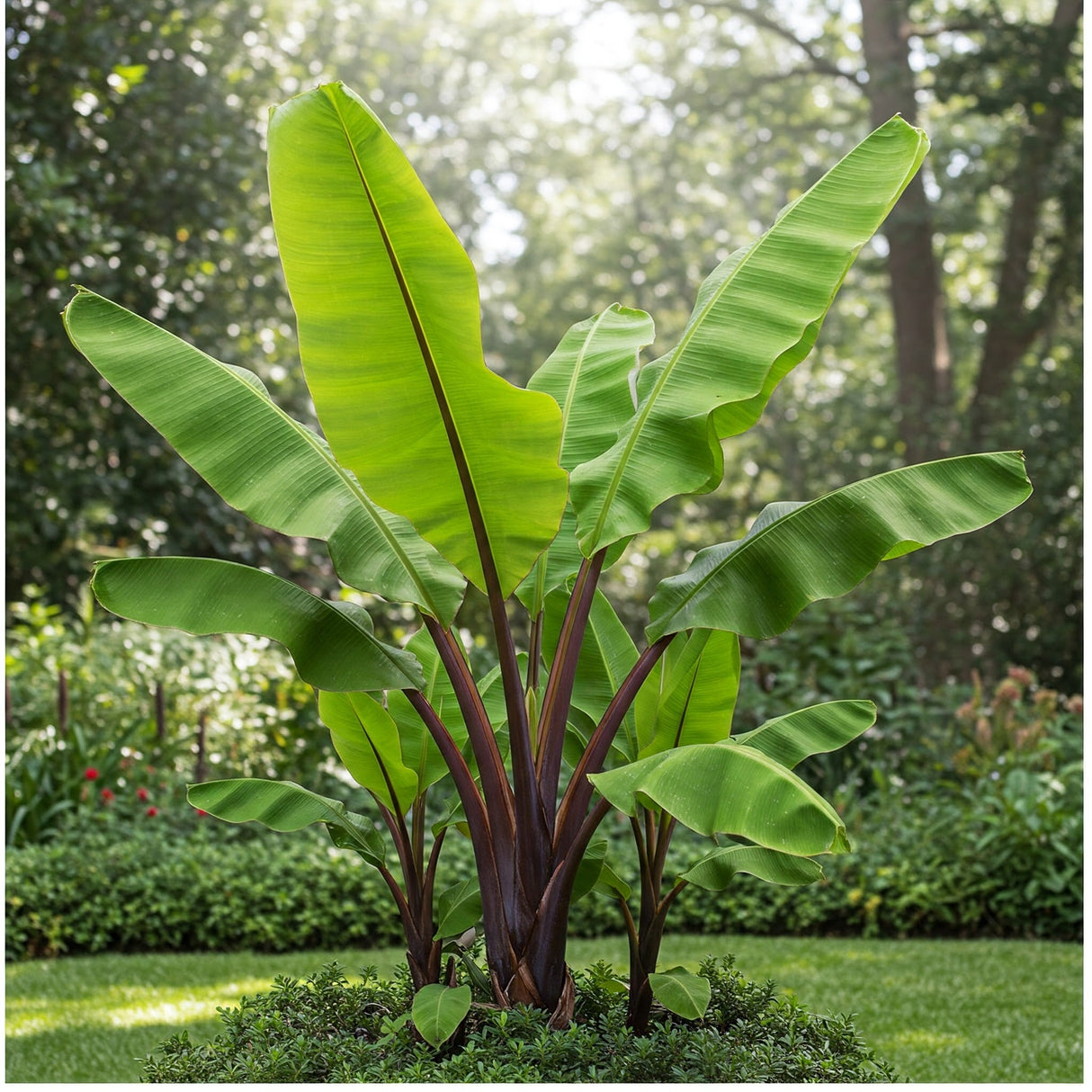 Musa acuminata - Banana Palm