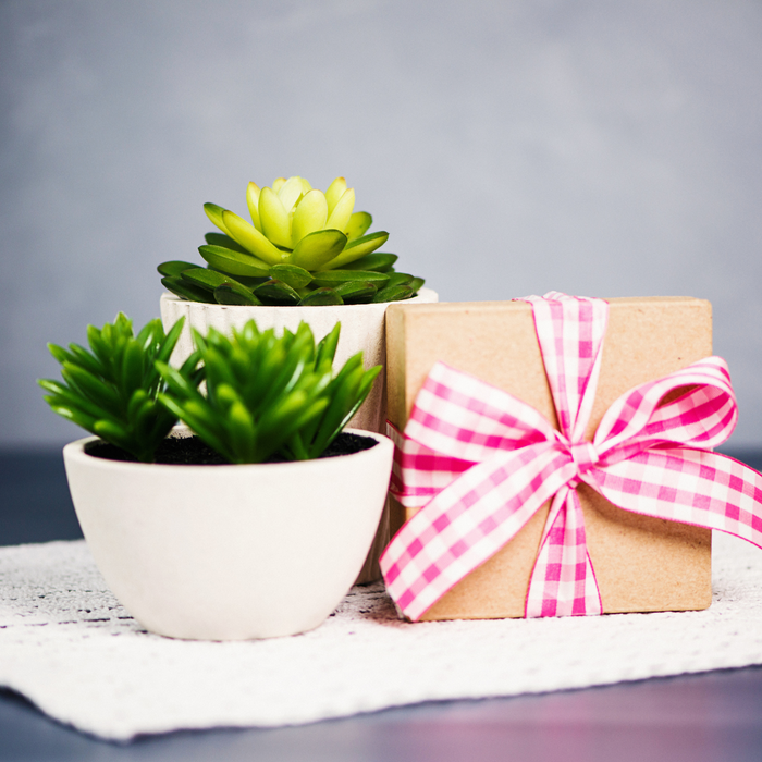 Plant gift for home and garden