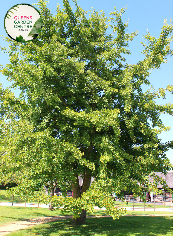 Alt text: Ginkgo biloba, commonly known as the Maidenhair Tree, featuring distinctive fan-shaped leaves. This deciduous tree is renowned for its unique foliage, which turns vibrant yellow in the fall. A resilient and ancient species, the Ginkgo Biloba adds both ornamental value and historical significance to gardens and landscapes.