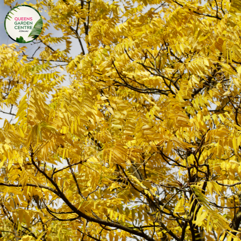 "Close-up view of Gleditsia triacanthos 'Sunburst,' commonly known as Sunburst Honey Locust, showcasing its delicate, fern-like leaves with a golden-yellow hue. This deciduous tree adds a bright and elegant presence to gardens and landscapes."