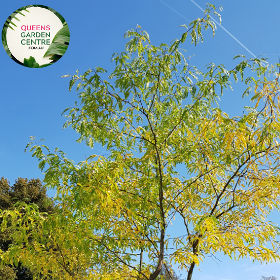 Alt text: Close-up photo of Gleditsia triacanthos var. inermis 'Shademaster,' displaying its distinct, pinnately compound leaves. This deciduous tree is valued for its graceful form and vibrant green foliage, providing excellent shade. An ideal choice for adding beauty and functionality to a variety of landscapes.