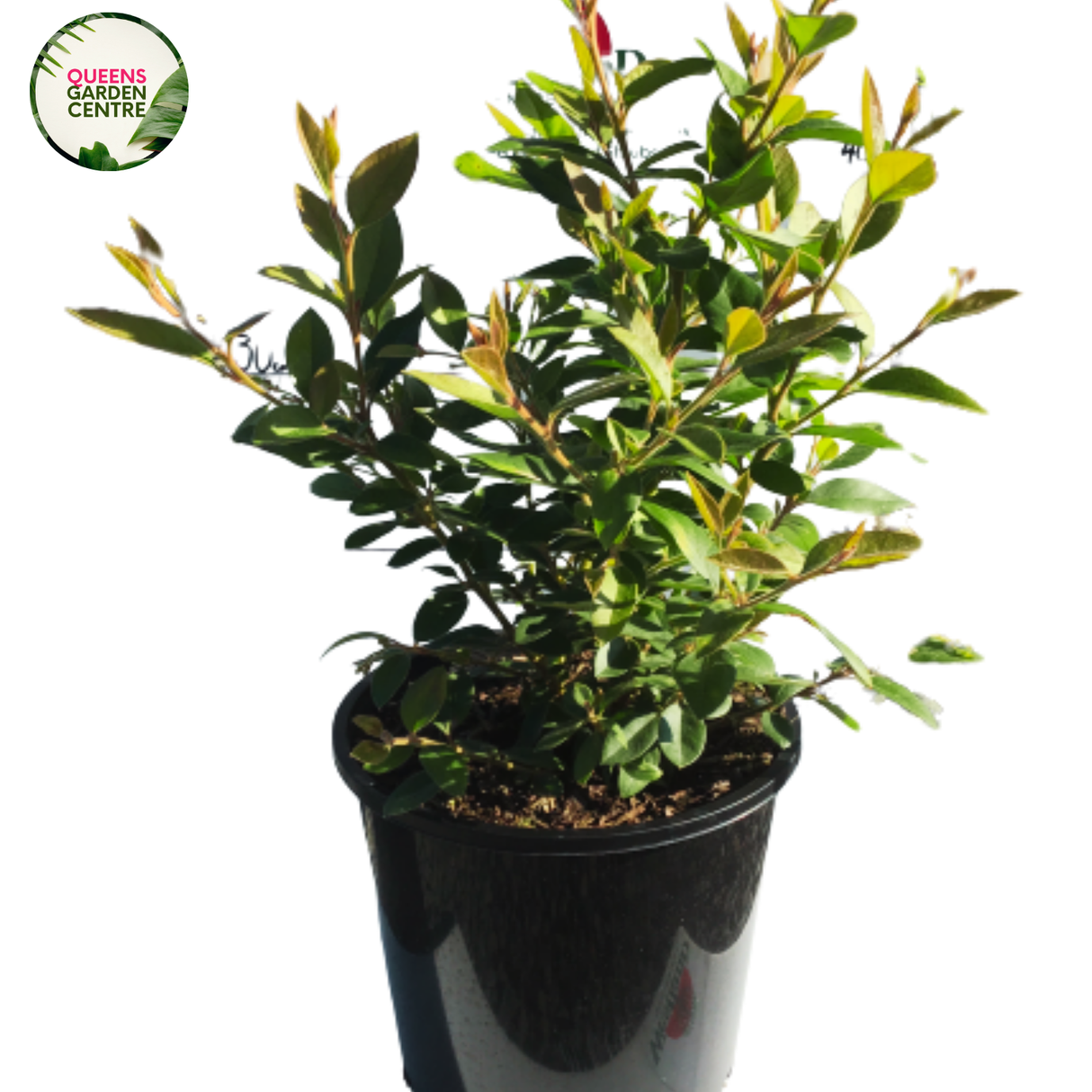 Grevillea Deua Flame is a vibrant Australian shrub with red, spidery flowers, narrow leaves, and a bushy growth habit.