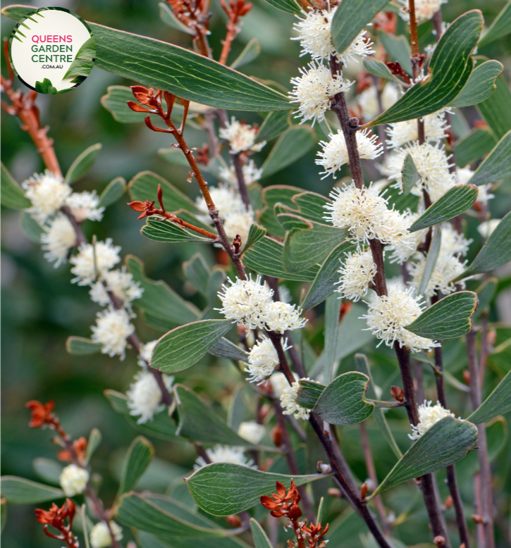 "A captivating image featuring the Hakea salicifolia plant, commonly known as the Willow-leaved Hakea. This evergreen shrub showcases slender, willow-like leaves and is adorned with clusters of intricate, cream-colored flowers. The foliage creates a graceful and airy appearance, adding a touch of elegance to the landscape. Hakea salicifolia is valued for its unique form and ornamental appeal.