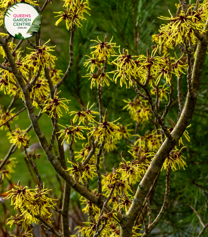 "A stunning image of the Hamamelis × intermedia 'Arnold Promise' Witch Hazel plant, showcasing its ornamental features. This deciduous shrub displays clusters of spidery, fragrant yellow flowers against bare branches during late winter or early spring. The twisted and contorted branches add visual interest to the landscape, and the vibrant blooms provide a welcome burst of color. 'Arnold Promise' is a cultivar of Witch Hazel, prized for its winter flowering and delightful fragrance.