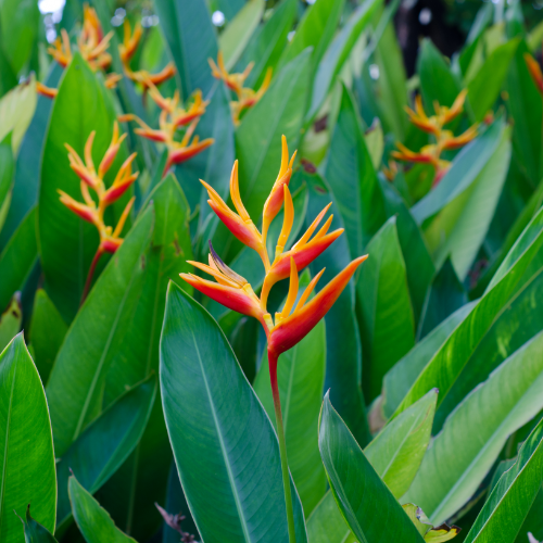 Heliconias tropical flower plant