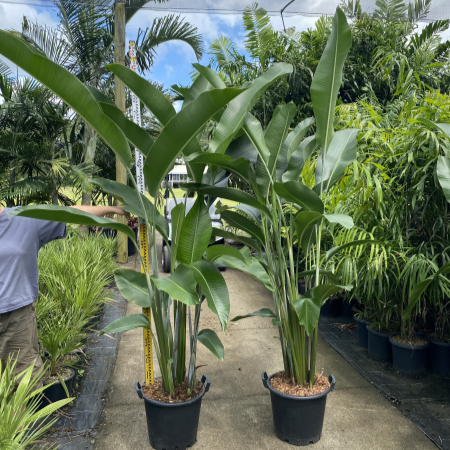 Heliconia Hot Rio Nights