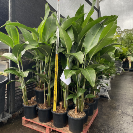 Heliconia Hot Rio Nights