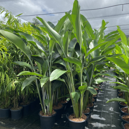 Heliconia Hot Rio Nights