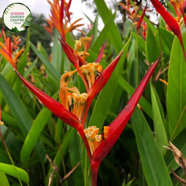 "An exotic image showcasing the Heliconia psittacorum x spathocirinata 'Daintree' plant, prized for its tropical and ornamental characteristics. This herbaceous perennial displays vibrant and elongated bracts that form a striking inflorescence. The 'Daintree' variety is known for its vivid coloration, featuring hues of red, orange, and yellow, creating a visually arresting display.